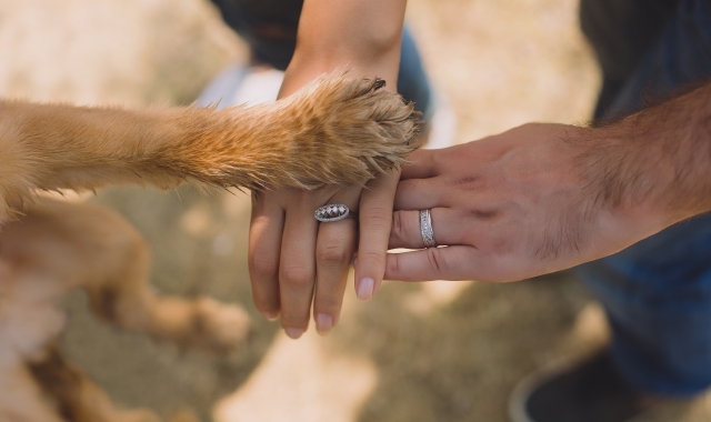 Čtyřnohý svatebčan: pes na svatbě