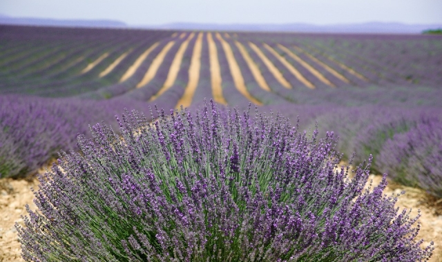 Provence