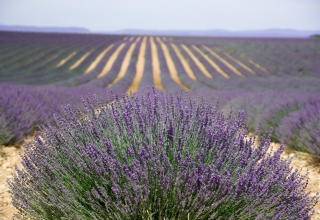 Provence